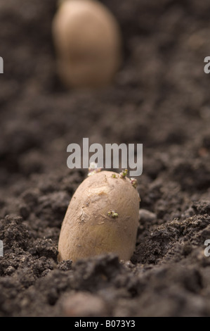 Les pommes de terre de semence dans le jardin de légumes préparés pour les semis de tranchée Banque D'Images
