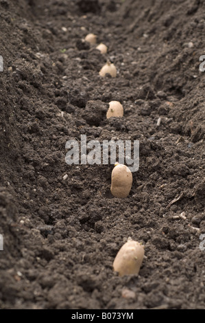 Rangée de pommes de terre de semence dans le jardin de légumes préparés pour les semis de tranchée Banque D'Images