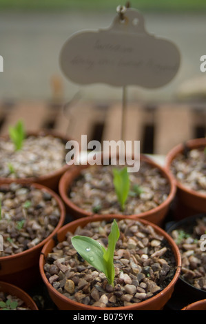 De plus en plus de maïs plant plants en pots en serre Banque D'Images