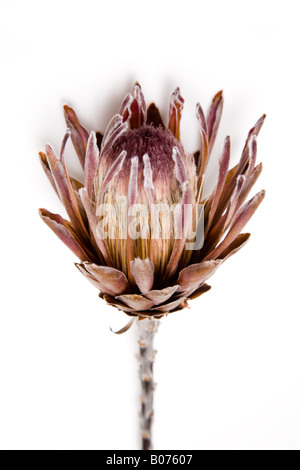 (Photo:PROTEA Protea King) séché photograhed on a white background studio. Banque D'Images