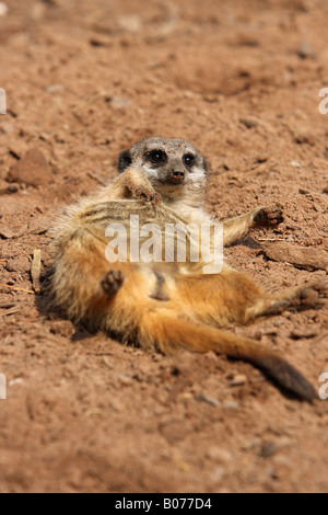 Meerkat Suricata suricatta portant sur son dos au soleil dans le sable avec un contact visuel Banque D'Images