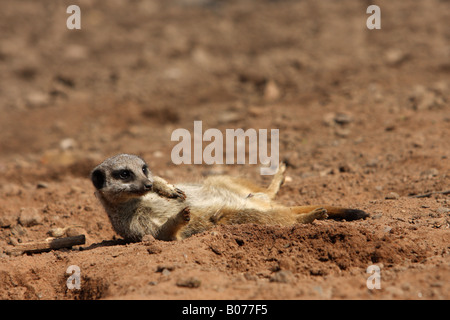 Meerkat Suricata suricatta portant sur son dos au soleil dans le sable avec un contact visuel Banque D'Images