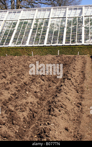 Les Crêtes DE POMMES DE TERRE DANS UN POTAGER. Banque D'Images