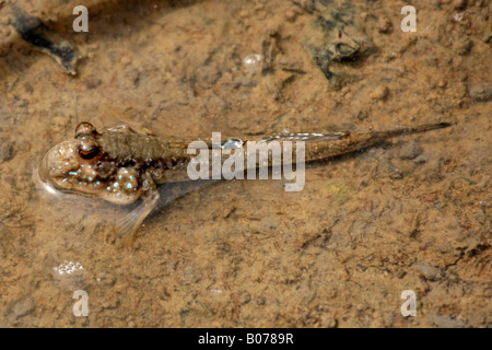 Periophthalmus barbarus, skipper de boue, amphibius les poissons vivant dans l'habitat intertidal, Bintang Bolong, Gambie Banque D'Images