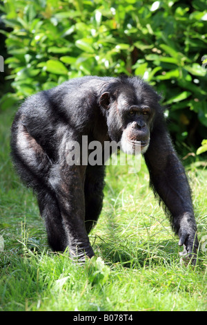 Chimpanzé Banque D'Images