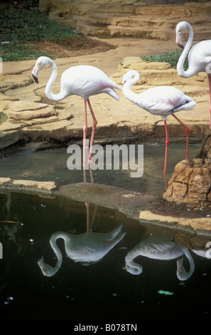 Flamant rose Phoenicopterus ruber roseus Banque D'Images