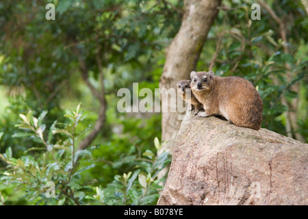 Rock Hyrax Procavia johnstonia Ntshondwe avec de jeunes Ithala game reserve Afrique du Sud du Kwazulu Natal Banque D'Images