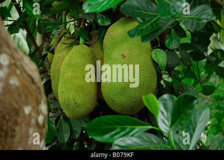 Jack fruits Artocarpus hetorophyllus poussant sur l'arbre Banque D'Images