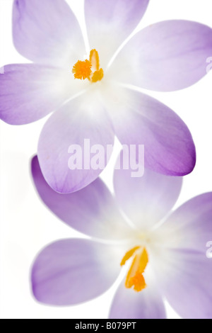 Deux Crocus tommasinianus fleurs sur fond blanc Banque D'Images