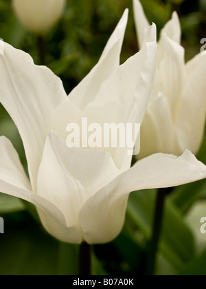 Tulipes blanches Banque D'Images