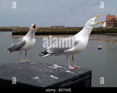 Deux le Goéland argenté Larus argentatus appelant alors que perché sur un bac à Whitby, North Yorkshire Angleterre UK Banque D'Images