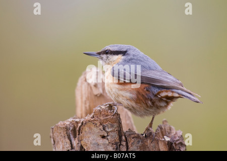 Sittelle Torchepot (Sitta mâle europaea) perché sur une souche d'arbre Banque D'Images