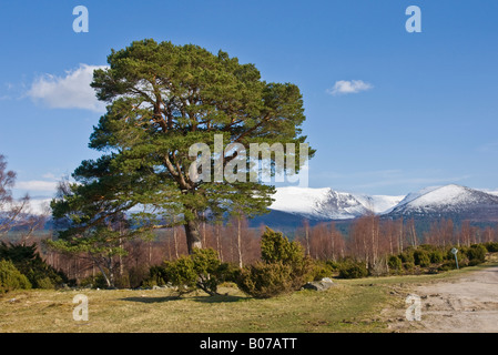 Arbre de pin sylvestre à Tulloch Grue dans Rothiemurchus près d'Aviemore dans le Parc National de Cairngorms Ecosse Banque D'Images