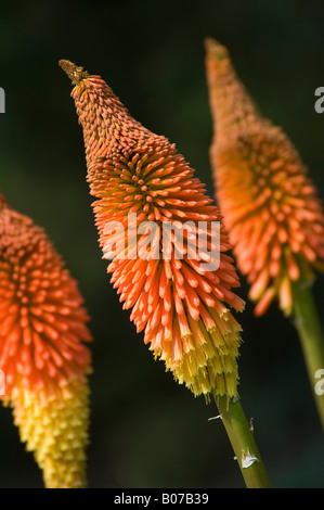 KNIPHOFIA PRINCE IGOR RED HOT POKER Banque D'Images