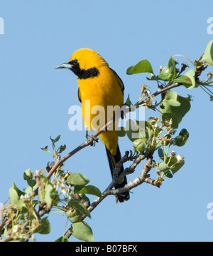 L'Oriole à capuchon Icterus cucullatus Banque D'Images