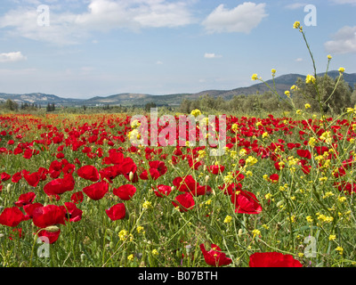 Dans le champ de coquelicots au printemps, près de Corinthe, Grèce Banque D'Images