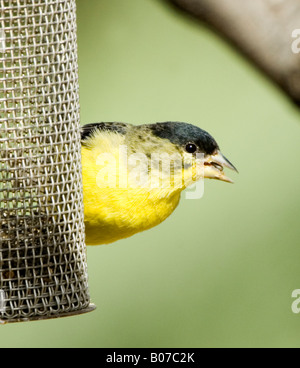 Chardonneret mineur Carduelis psaltria sur le convoyeur d'Arizona USA Banque D'Images