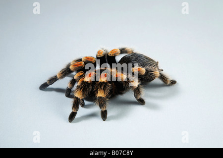 Portrait de genou rouge Tarantula Banque D'Images