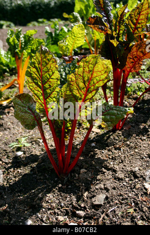 De BLETTES. RUBY CHARD. LEAF BEET. Banque D'Images