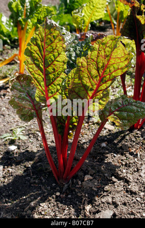 De BLETTES. RUBY CHARD. LEAF BEET. Banque D'Images