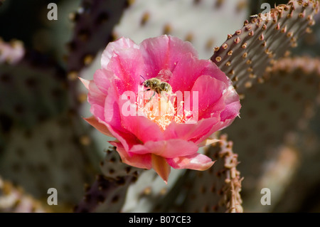 Santa Rita de de Barbarie (Opuntia basilaris Santa Rita x) Banque D'Images