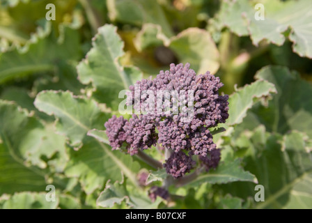 Purple Sprouting brocoli plant Banque D'Images