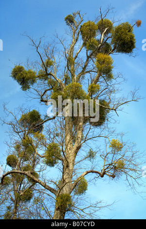 De plus en plus dans l'arbre, le gui nom latin loranthacées Viscum album Banque D'Images