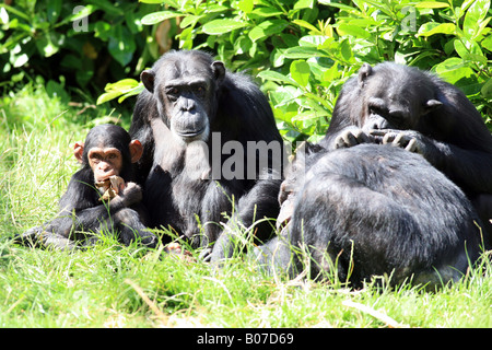 Chimpanzés Banque D'Images