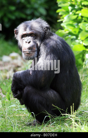 Chimpanzé Banque D'Images