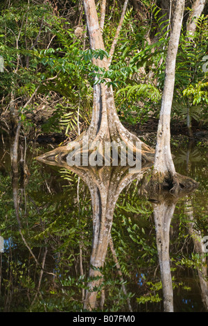 Panama, Bocas del Toro Province, l'île de Carenero (Isla Carenero), les racines des arbres de forêt tropicale Banque D'Images