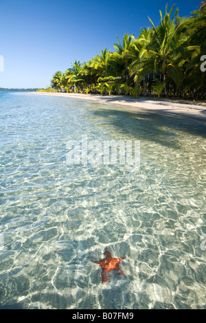 Panama, Bocas del Toro, Province de l'île l'Île de Colon (Colon) Star Beach, Star poissons en mer Banque D'Images