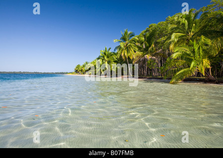 Panama, Bocas del Toro, Province de l'île l'Île de Colon (Colon) Star Beach Banque D'Images