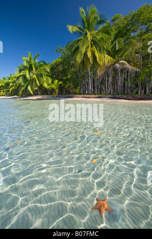 Panama, Bocas del Toro, Province de l'île l'Île de Colon (Colon) Star Beach, Star poissons en mer Banque D'Images