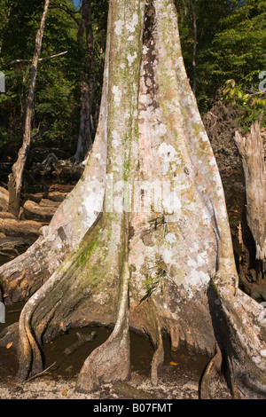 Panama, Bocas del Toro Province, l'île de Carenero (Isla Carenero), les racines des arbres de forêt tropicale Banque D'Images