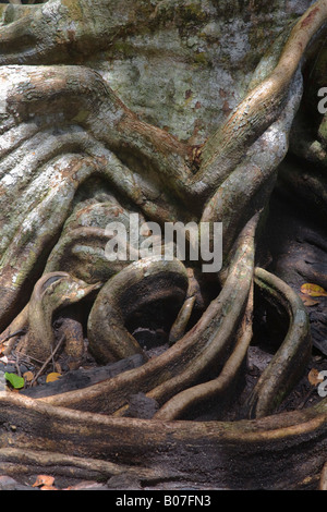 Panama, Bocas del Toro Province, l'île de Carenero (Isla Carenero), les racines des arbres de forêt tropicale Banque D'Images