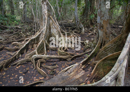 Panama, Bocas del Toro Province, l'île de Carenero (Isla Carenero), les racines des arbres de forêt tropicale Banque D'Images