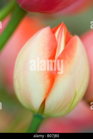 Fleurs de tulipe, close-up, Skagit Valley WASHINGTON Banque D'Images