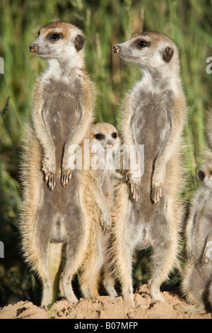 Suricata suricatta groupe suricates Projet suricates du Kalahari Van Zylsrus Northern Cape Afrique du Sud Banque D'Images