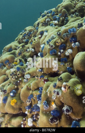 Les arbres de Noël sur un corail porite sous l'eau Banque D'Images