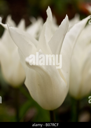 Tulipes blanches Banque D'Images