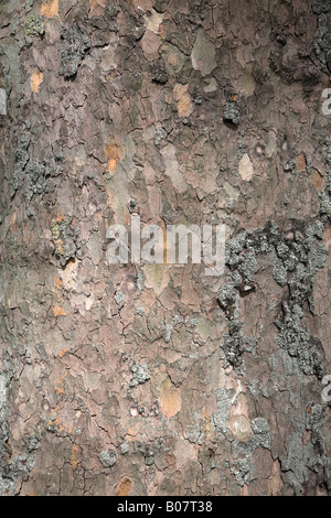 Écorce du tronc Londres - platane Platanus x hispanica Banque D'Images