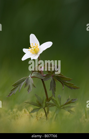Anémone des bois Anemone nemorosa Scotland UK Banque D'Images