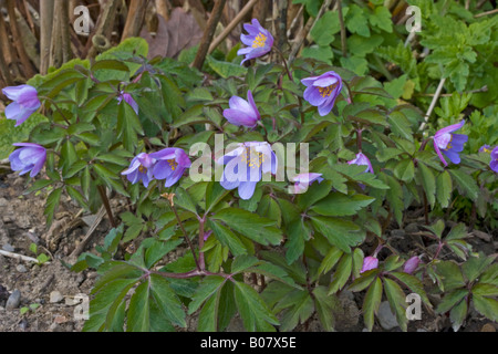 Bouquet d'Anemone nemorosa robinsoniana dans un jardin. Banque D'Images