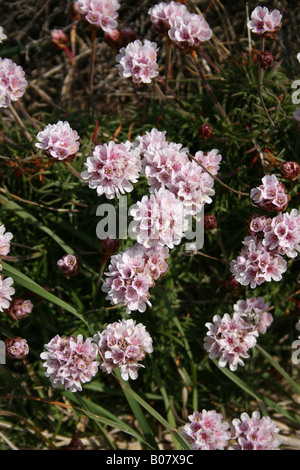 ARMERIA MARITIMA. L'épargne. Fleur rose de la mer. Banque D'Images