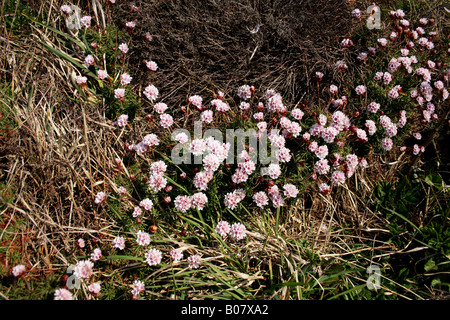 ARMERIA MARITIMA. L'épargne. Fleur rose de la mer. Banque D'Images