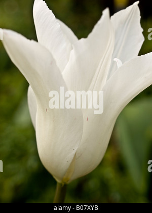 Single white tulip Banque D'Images