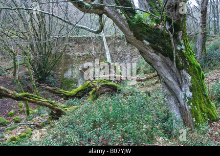 Les gorges de la rivière cannucceta solitaires, près de Palestrina (Rome), dans la montagne Prenestini Banque D'Images