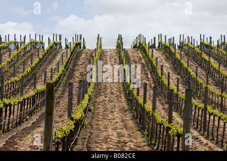 Rangées de vignes trellised dans un vignoble en Californie Napa Banque D'Images