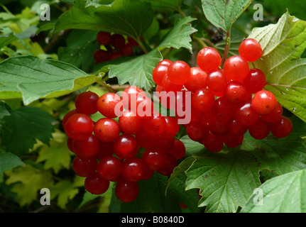 Fruits rouges sauvages Banque D'Images