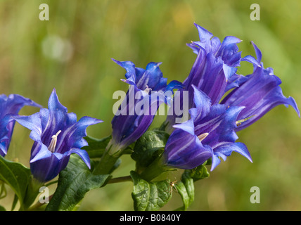 Willow (Gentiana asclepiadea gentiane), fleurs Banque D'Images